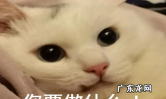 mur猫是什么意思,表情包很火的那个白猫看你在干嘛
