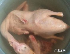 做盐水鸭选哪种鸭子,南京盐水鸭用什么鸭做的