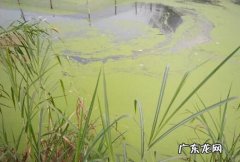 鱼塘水面起黄膜怎么去除,鱼塘水面的红黄色膜怎么清除