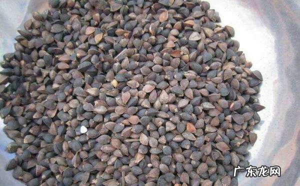 枕头里面有颗粒的是什么,枕头里面有白色圆形的颗粒枕头套里形状规律有很多但又不像虫子像头皮...