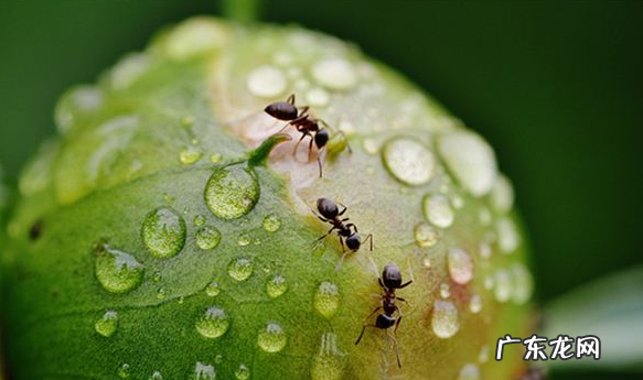 下雨了动物有哪些不同的表现,下雨天动物的表现有哪些蛇不出洞