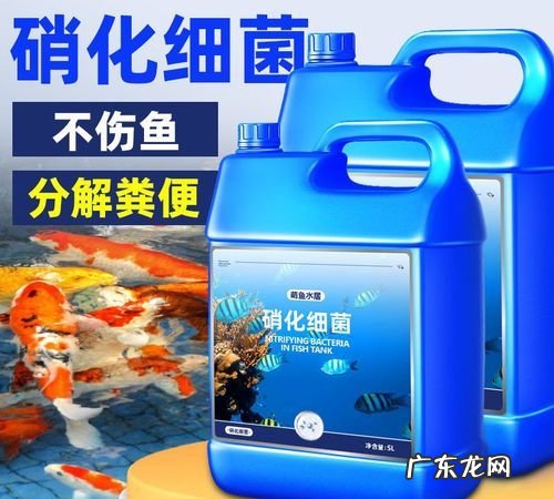 硝化菌的正确使用方法,养鱼养几条好