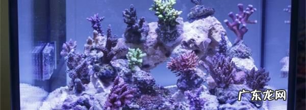 硝化菌的正确使用方法,养鱼养几条好