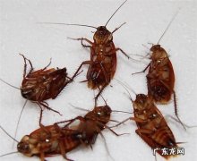 怎么去蟑螂有效又不伤害健康,用什么方法除去蟑螂最安全.最有效果