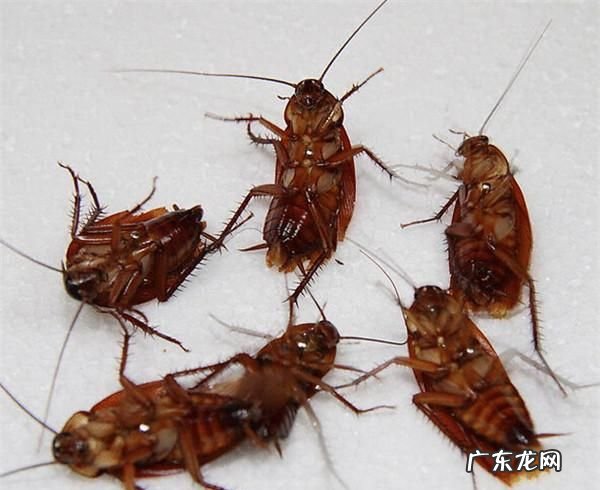 怎么去蟑螂有效又不伤害健康,用什么方法除去蟑螂最安全.最有效果