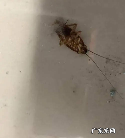 蟑螂用开水烫能死吗,开水能不能烫死蟑螂