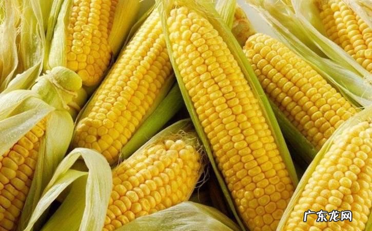 夏天玉米怎么保存,煮好的玉米没有冰箱怎样保存