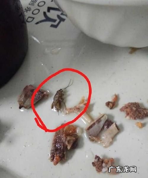 煮熟的蟑螂能吃,蟑螂高温煮后可以吃