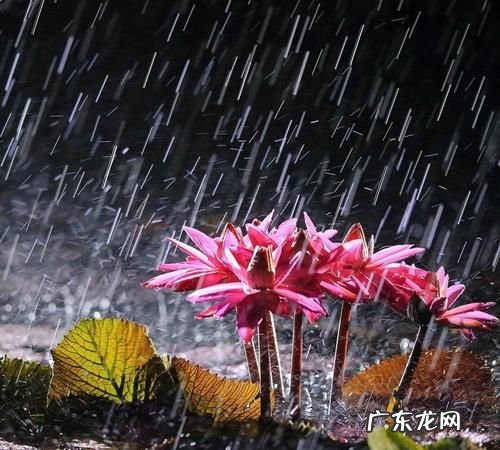 为什么下雨地上会有泡泡,雨下在地上为什么会起泡沫