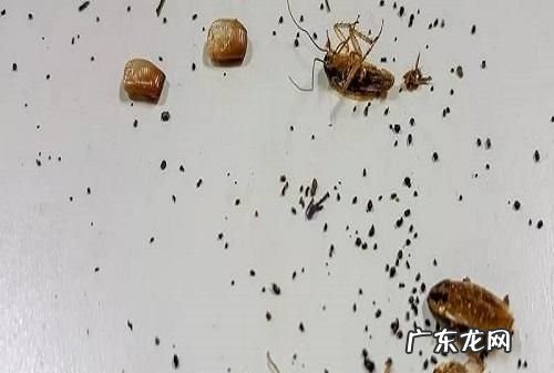 蟑螂粪便有毒,蟑螂屎有毒