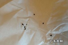 蟑螂粪便有毒,蟑螂屎有毒