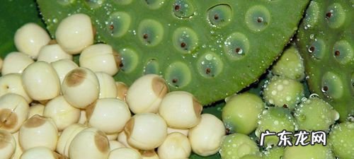 怎么判断莲子是否变质,干莲子有虫子了还能吃