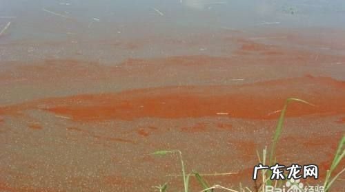 池塘铁锈水怎么处理,鱼塘铁锈水怎么去除掉