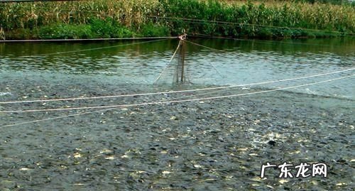 池塘铁锈水怎么处理,鱼塘铁锈水怎么去除掉