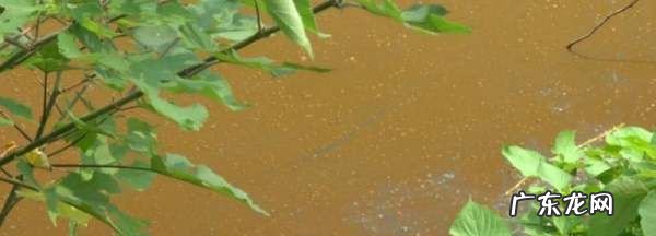池塘铁锈水怎么处理,鱼塘铁锈水怎么去除掉
