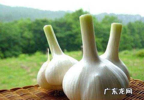 怎么样去除嘴巴里的蒜味,怎么去除嘴巴里的蒜味儿