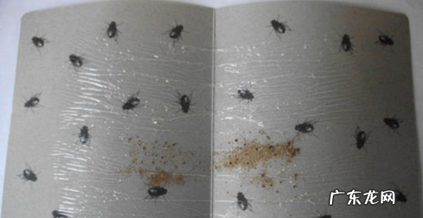 农村院子里苍蝇太多如何处理,院子里的蝇子太多了该怎么消灭