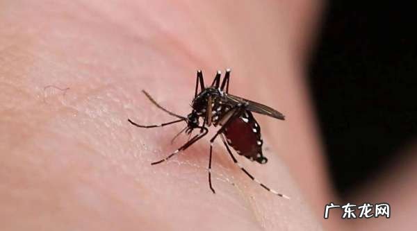 农村大面积怎么驱蚊,农村饭蚊子多怎么可以驱蚊方法