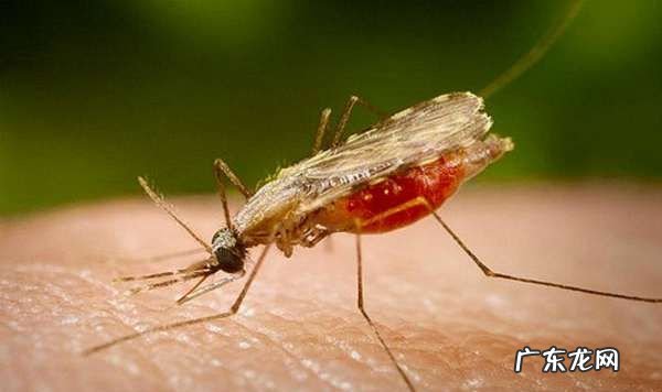 农村大面积怎么驱蚊,农村饭蚊子多怎么可以驱蚊方法