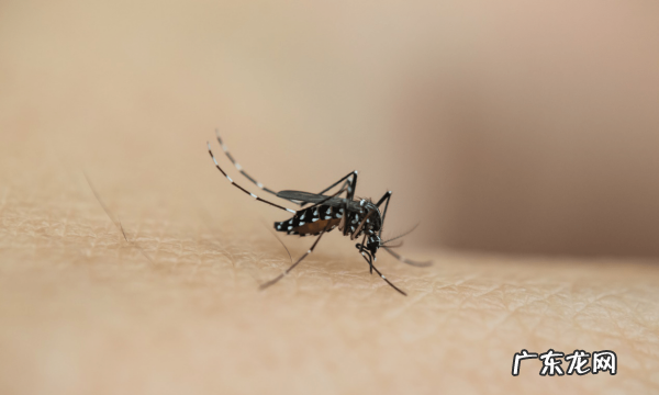 农村大面积怎么驱蚊,农村饭蚊子多怎么可以驱蚊方法