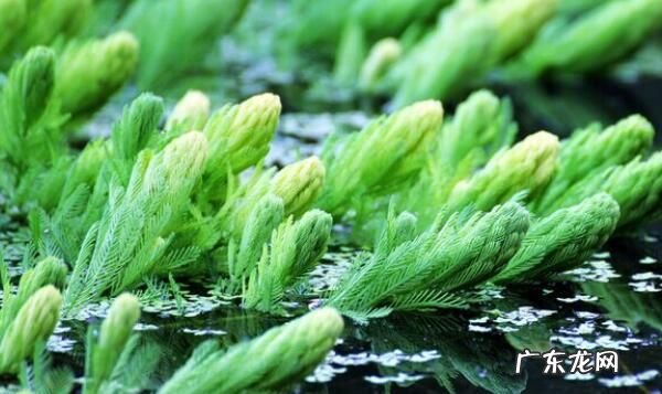 水放久了变绿有毒,为什么自来水放久了会变绿色