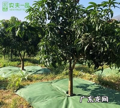 盖了防草布怎么施肥,冬天对果树要做哪些保护措施