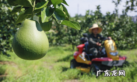 盖了防草布怎么施肥,冬天对果树要做哪些保护措施