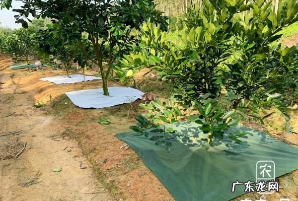 盖了防草布怎么施肥,冬天对果树要做哪些保护措施