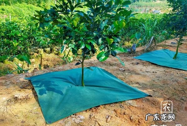 盖了防草布怎么施肥,冬天对果树要做哪些保护措施