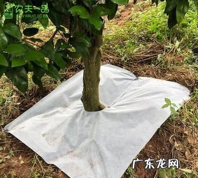 盖了防草布怎么施肥,冬天对果树要做哪些保护措施