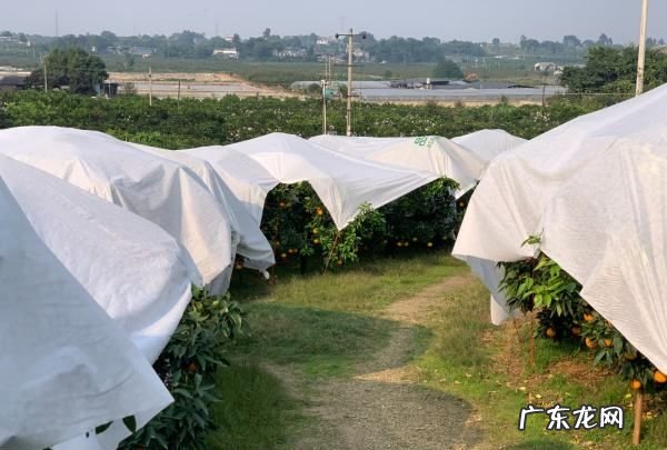 盖了防草布怎么施肥,冬天对果树要做哪些保护措施