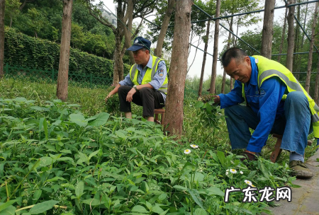 盖了防草布怎么施肥,冬天对果树要做哪些保护措施