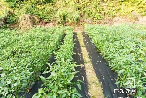 盖了防草布怎么施肥,冬天对果树要做哪些保护措施