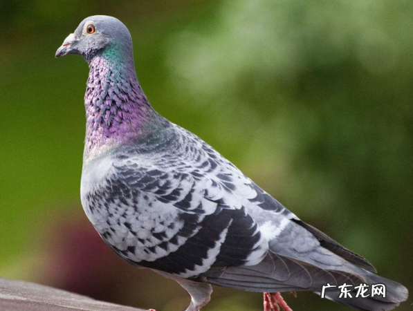 老鸽子怎样清除记忆,把老鸽头按在水里3~5秒