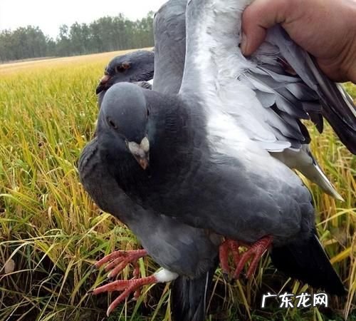 老鸽子怎样清除记忆,把老鸽头按在水里3~5秒