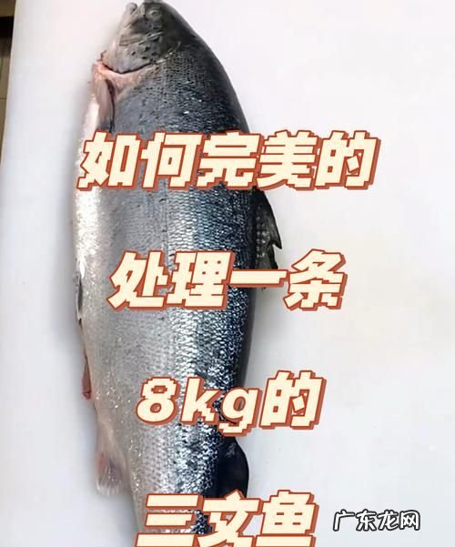 三文鱼一般多重一条,三文鱼有多大一条