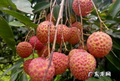 糯米糍跟桂味的区别,桂味荔枝和糯米糍荔枝的区别