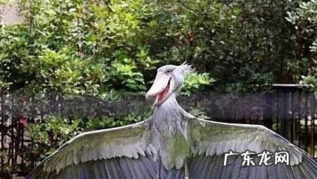 鲸头鹳为什么拔毛,鲸头鹳看着笨蠢萌蠢萌的它为什么能成为鳄鱼的天敌