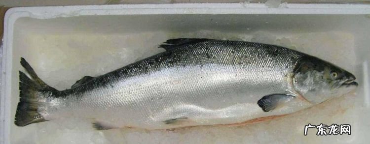 三文鱼为什么不卖活的,三文鱼上岸后能活