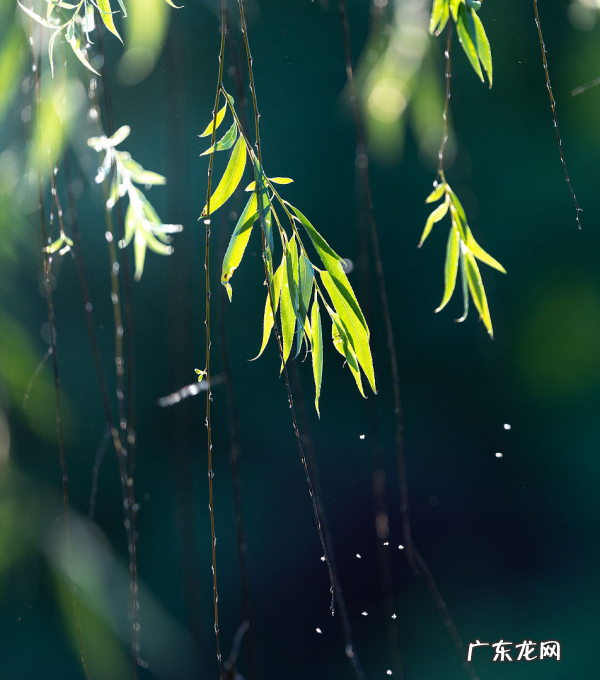 家里开灯有很多小飞虫怎么办,灯光下小飞虫怎么消灭小窍门