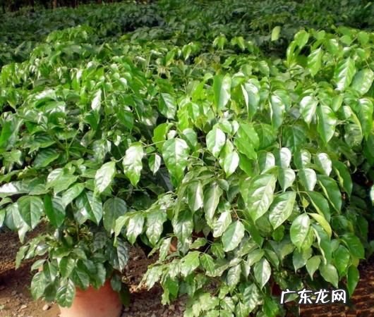绿宝树的繁殖方法,绿宝的扦插方法和注意事项
