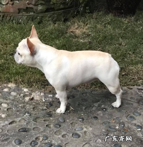 法斗剃毛了长不出来怎么办,狗狗剃毛后不长了怎么办