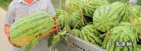 生西瓜放时间长点能熟,西瓜有点生放几天会变好吃