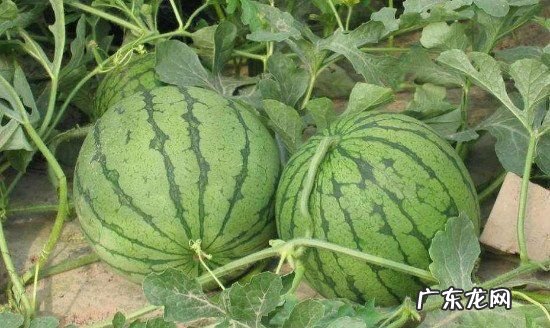 生西瓜放时间长点能熟,西瓜有点生放几天会变好吃