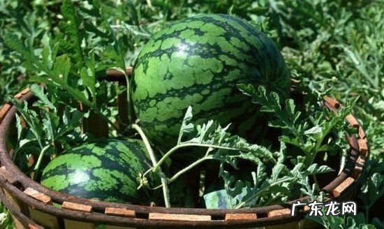 生西瓜放时间长点能熟,西瓜有点生放几天会变好吃