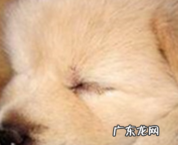 瘟和疫的区别,什么是疫什么是瘟