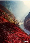 三峡红叶是什么树,红叶是什么树的叶子