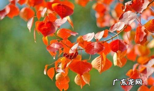 三峡红叶是什么树,红叶是什么树的叶子