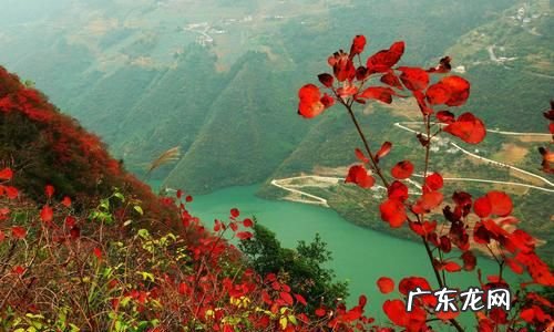 三峡红叶是什么树,红叶是什么树的叶子