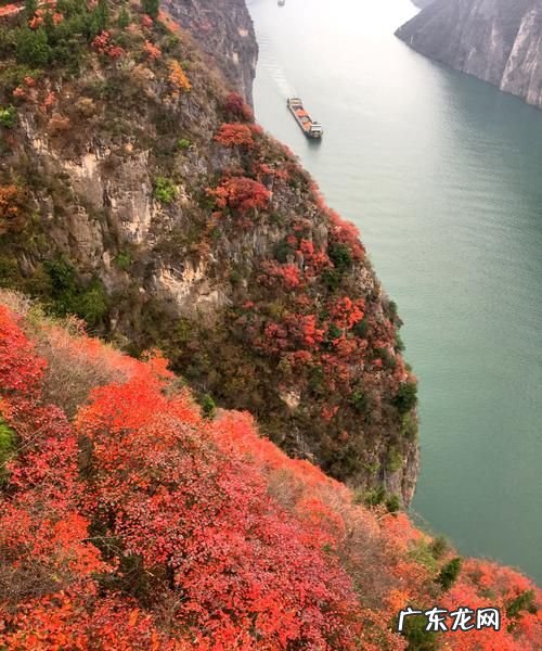 三峡红叶是什么树,红叶是什么树的叶子